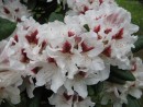 Rhododendron Schneeauge 20070506 050