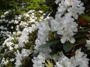 Rhododendron hybridum Cunninghams White 200500605 006