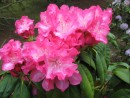 Rhododendron Princess Marike 20070506 042