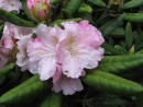 Rhododendron Mustafa 20070506 040