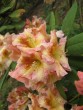 Rhododendron Bernstein 20070506 089