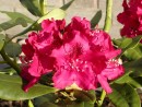 Rhododendron hybridum Nova Zembla 287