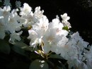Rhododendron hybridum Cunninghams White 200500605 008