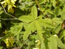 Laburnum anagyroides Quercifolia 20030523 007