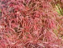 Acer palmatum Red Pygmy 038