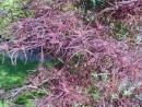 Acer palmatum Red Pygmy 204