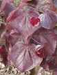 Cercis canadensis Forest Pansy 116