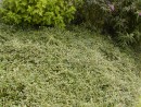 Cotoneaster salicifolius Parkteppich 023