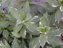 Hydrangea macrophylla Variegata 065