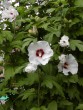 Hibiscus syriacus Red Hearth 220