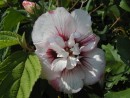 Hibiscus syriacus Lady Stanley _2