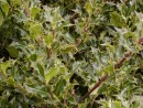 Ilex aquifolium Alaska 20040122 058
