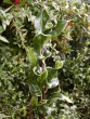 Ilex aquifolium Crispa 20031015 013