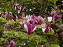 Magnolia lilioflora Nigra 20040515 065