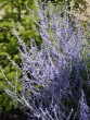 Perowskia atricifolia Blue Spire 20030720 003