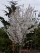 Prunus kurilensis Brillant 20050415 023