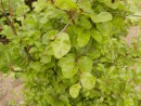Fagus sylvatica Rotundifolia20060525 004