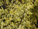Ulmus parviflora Geisha 039