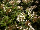 Viburnum tinus 20040827 090