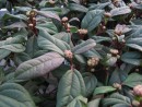 Viburnum Globosum Jeremyns Globe 20080129 205