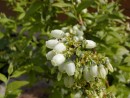 Vaccinium corymbosum 2 20030510