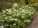 Viburnum plicatum Mariesii 20060525 001