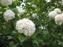 Viburnum carlesii 20080502 032