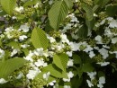 Viburnum plicatum Mariesii 20030510 009