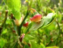 Vaccinium myrtillus 20080517 110