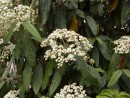 Viburnum rhytidophyllum 20060520 057