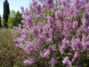 Syringa chinensis 20030504 052