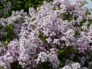 Syringa velutina 20030523 003