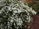 Spiraea x vanhouttei 009