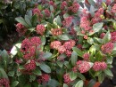 Skimmia japonica Rubella 20020204