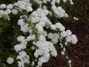 Spiraea x vanhouttei 010