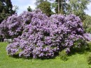 Syringa 20060520 082