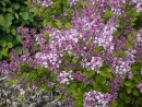 Syringa velutina 20030518 003