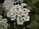 Spiraea x vanhouttei 20030518 029