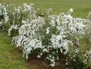 Spiraea x vanhottei 20030518 023