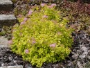 Spiraea japonica Golden Princess 227