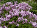 Syringa velutina 20060525 049