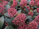 Skimmia japonica Rubella 20080129 192