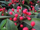 Skimmia reevesiana 20080129 200