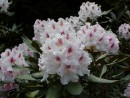 Rhododendron hybridum cv. 266