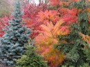 Rhus typhina Dissecta 20061025 021