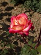 Rosa ´Ritterthurm´ 20030712 37