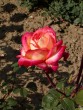 Rosa Ritterthurm 20030712 37