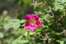 Rosa pendulina 20090502 337