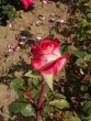 Rosa ´Ritterthurm´ 20030712 20