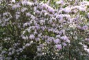 Rhododendron augustinii 20090502 438